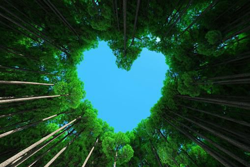 Image générée numériquement d'arbres formant une forme de cœur contre le ciel bleu. Concept de durabilité.