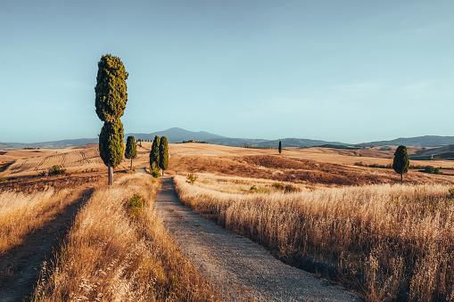 Toscane, collines ondulantes en été, Val d'Orcia, Italie