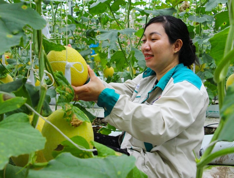 De nombreux modèles d'application de haute technologie en production agricole apportent efficacité et revenus accrus aux agriculteurs.