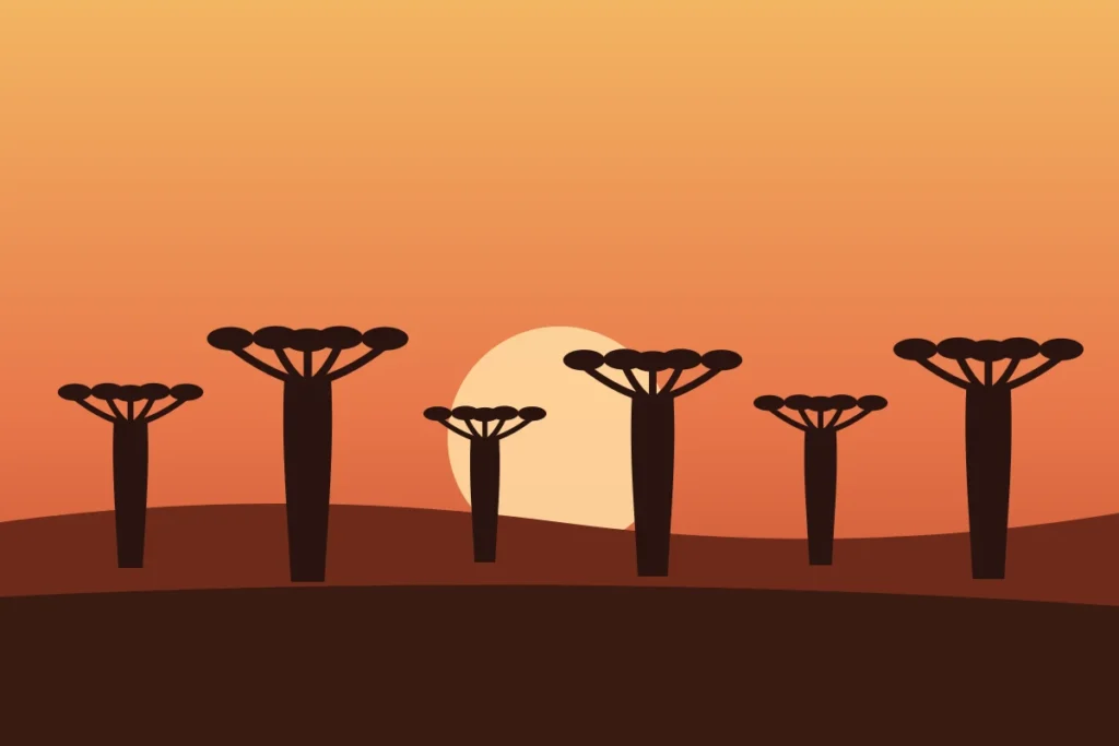 Illustration de l'allée des baobabs au coucher du soleil